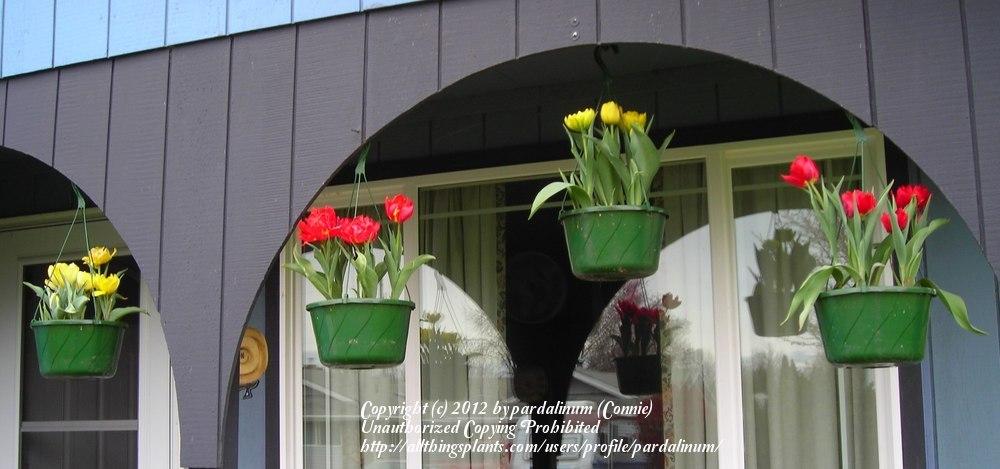 Photo of Tulips (Tulipa) uploaded by pardalinum