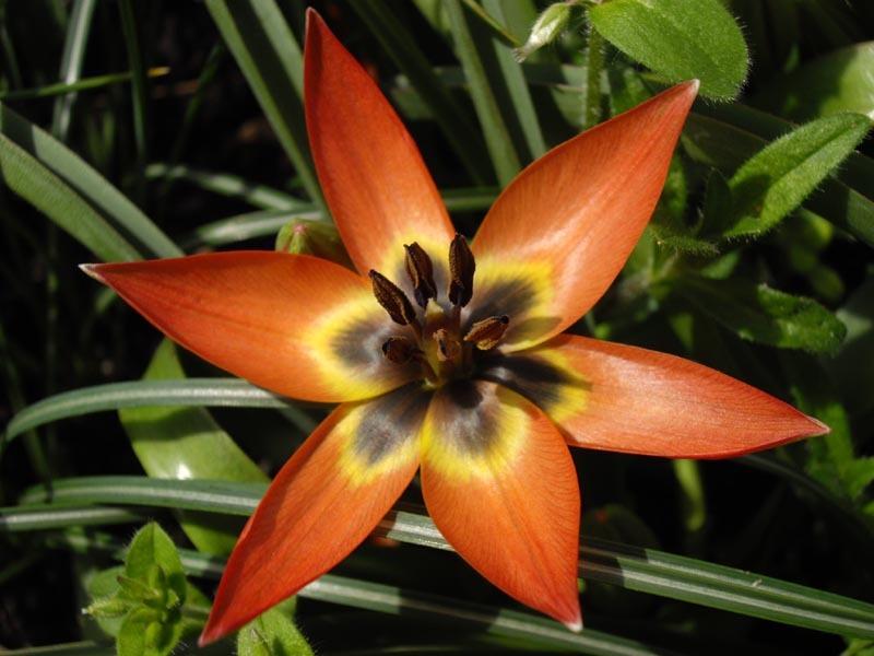 Photo of Species Hybrid Tulip (Tulipa 'Little Princess') uploaded by sandnsea2
