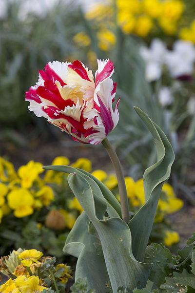 Photo of Parrot Tulip (Tulipa 'Flaming Parrot') uploaded by sandnsea2