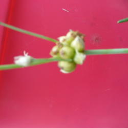 Location: My yard (Tampa)
Date: 2012-04-09
Allium canadense