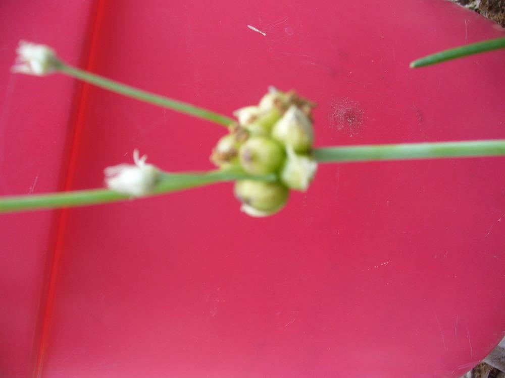Photo of Wild Onion (Allium canadense) uploaded by Denise