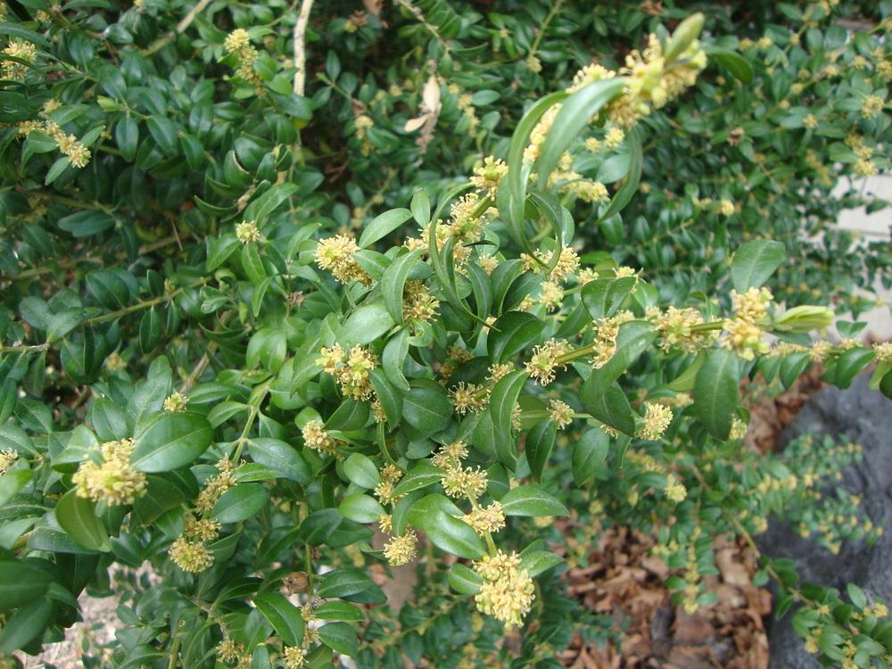 Photo of Common Boxwood (Buxus sempervirens) uploaded by Paul2032