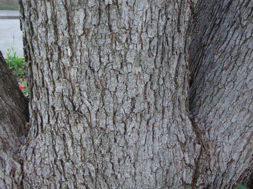 Photo of Bur Oak (Quercus macrocarpa) uploaded by Paul2032