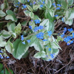 Location: Pleasant Grove, Utah
Date: 2012-04-09
In my garden