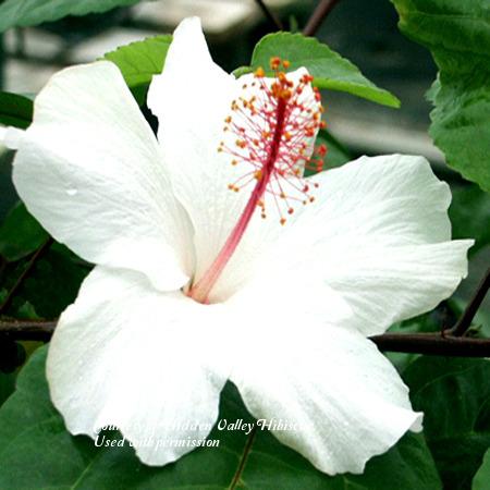 Photo of Hawaiian White Hibiscus (Hibiscus arnottianus) uploaded by SongofJoy