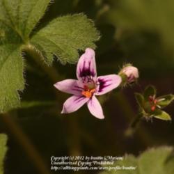 Location: My garden in Gent, Belgium
Date: 2012-04-06
The very tiny flower