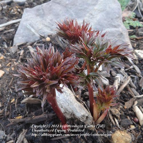 Photo of Hybrid Fern Leaf Peony (Paeonia 'Merry Mayshine') uploaded by critterologist