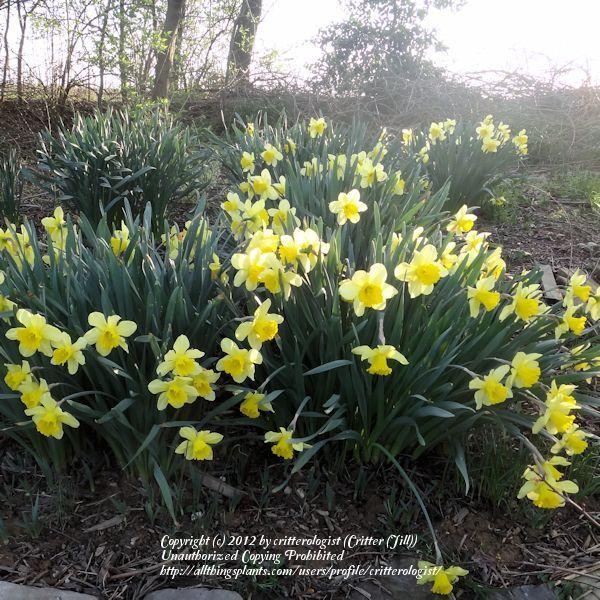Photo of Large-Cupped Daffodil (Narcissus 'Saint Keverne') uploaded by critterologist