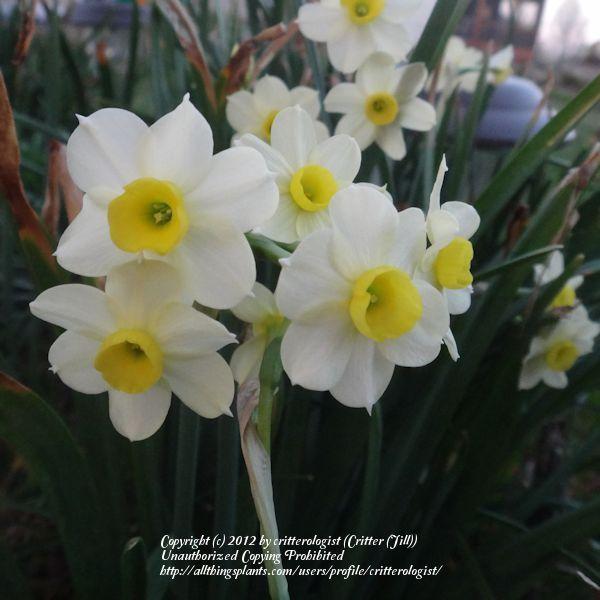 Photo of Tazetta Daffodil (Narcissus 'Minnow') uploaded by critterologist