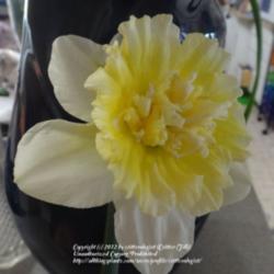 Location: critter's yarden
Date: 2012-03-17
Like 'Ice Follies', these blooms age to white/white