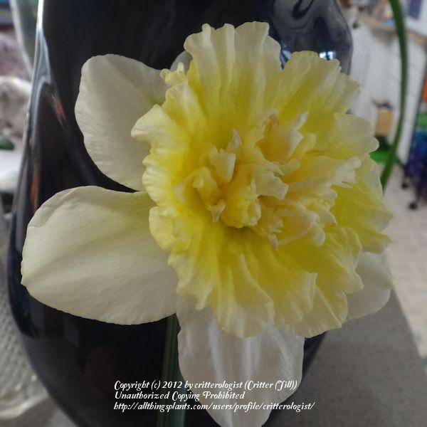 Photo of Double Daffodil (Narcissus 'Ice King') uploaded by critterologist