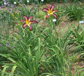 Photo of Daylily (Hemerocallis 'Off to See the Wizard') uploaded by vic