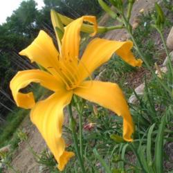 
Date: 2005-07-23
Photo Courtesy of Nova Scotia Daylilies Used with Permission