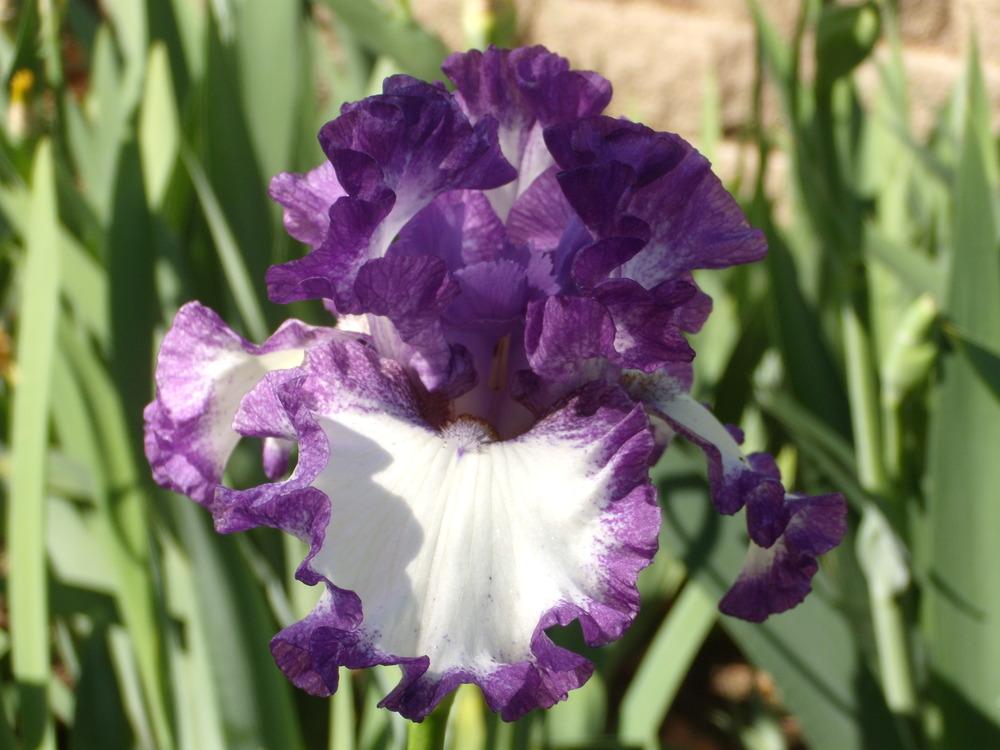 Photo of Tall Bearded Iris (Iris 'Barbara May') uploaded by Betja