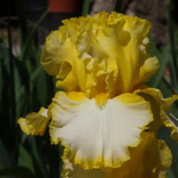 Location: My garden in Bakersfield, CA
Date: April 8, 2012