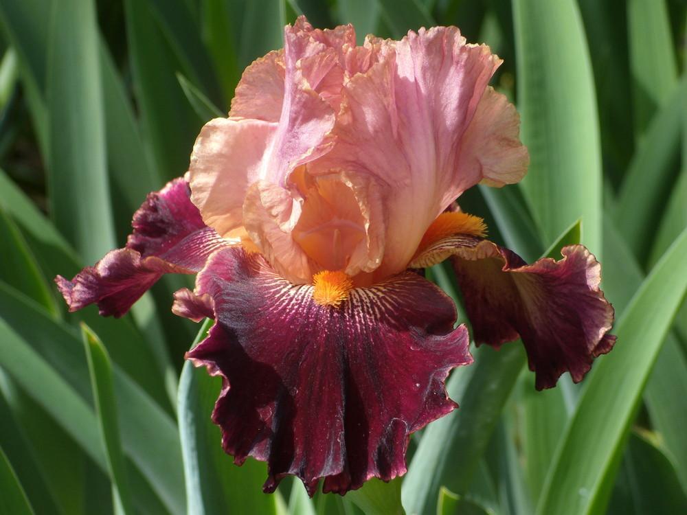 Photo of Tall Bearded Iris (Iris 'Backdraft') uploaded by Betja