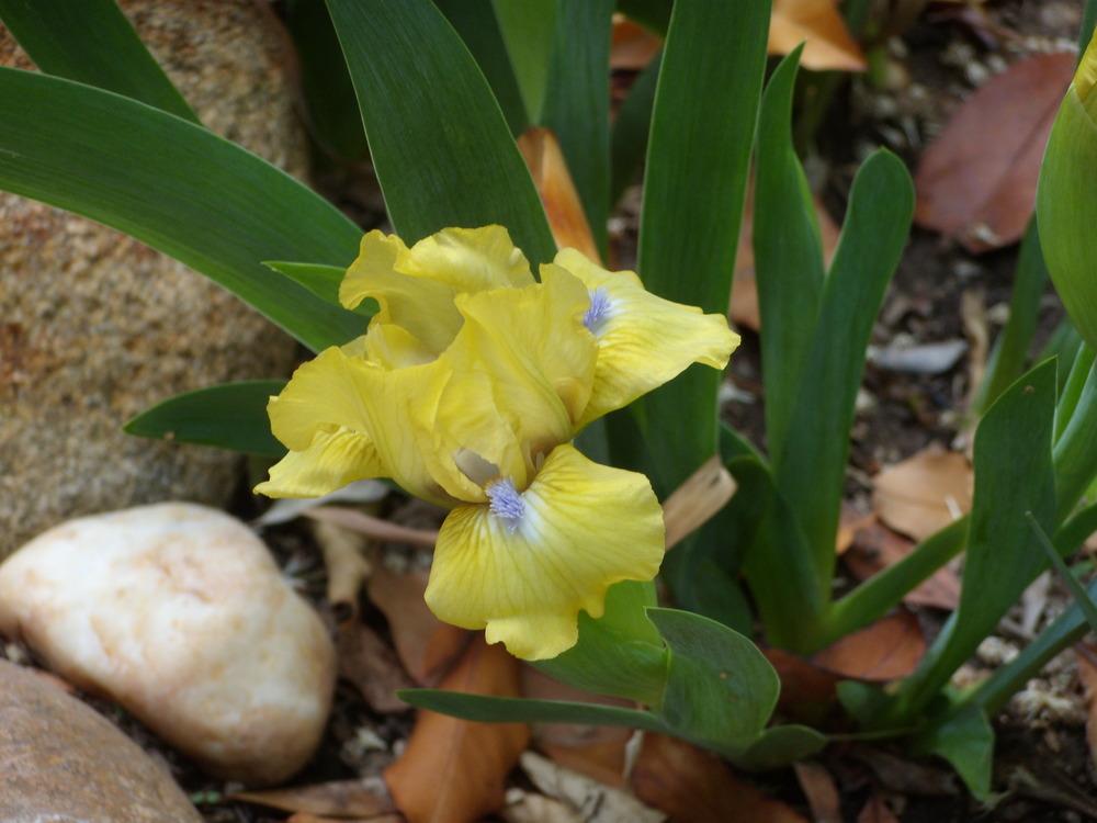 Photo of Standard Dwarf Bearded Iris (Iris 'Irish Chant') uploaded by Betja