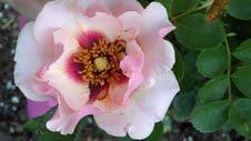 Photo of Rose (Rosa 'Eyeconic Pink Lemonade') uploaded by CindiKS