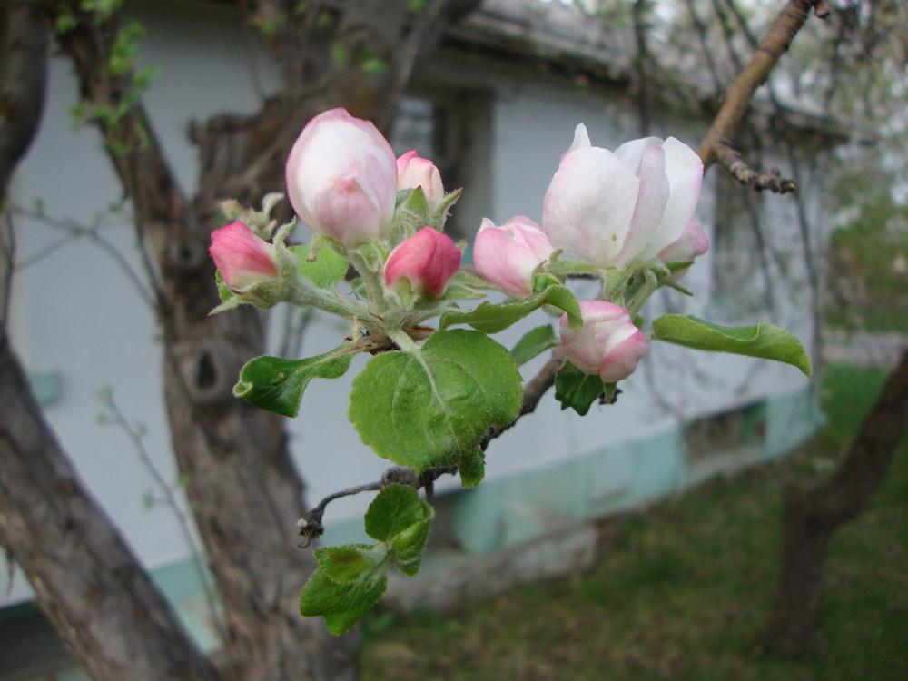 Photo of Apple (Malus domestica 'Red Rome') uploaded by Paul2032