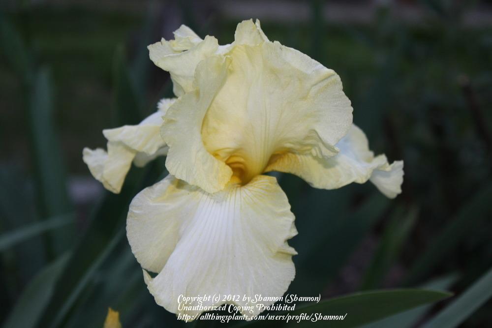 Photo of Tall Bearded Iris (Iris 'Summer Olympics') uploaded by Shannon