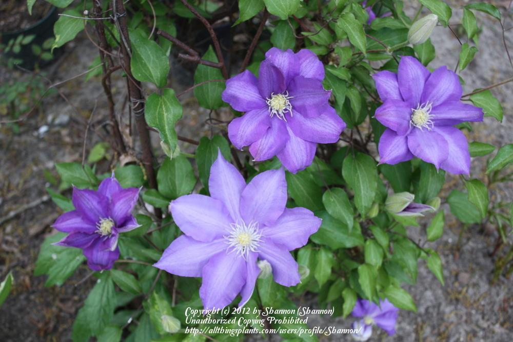 Photo of Clematis uploaded by Shannon