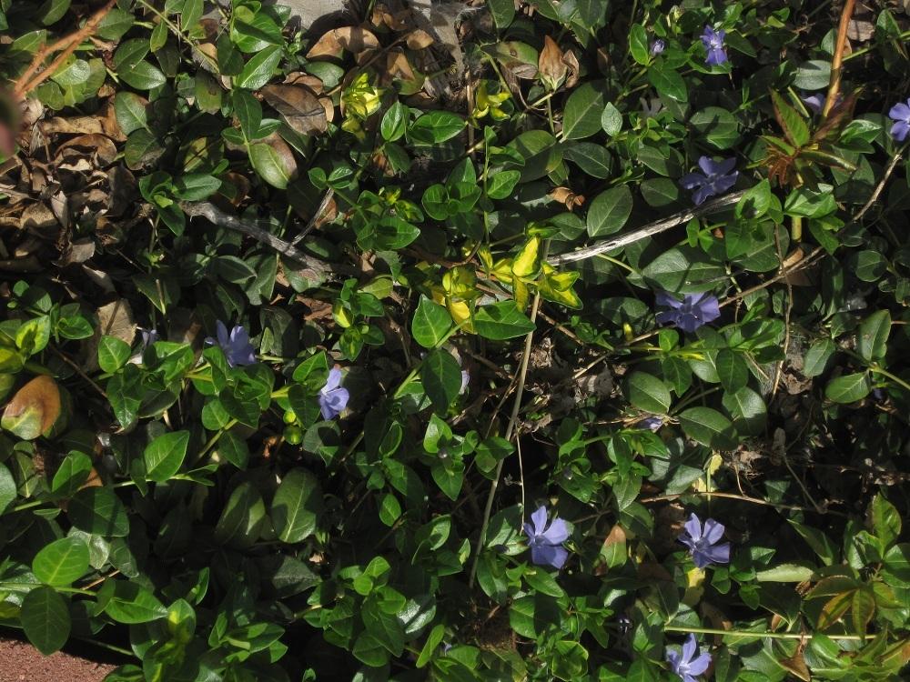 Photo of Vinca minor 'Blue and Gold' uploaded by Skiekitty