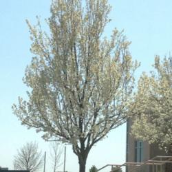 Location: Denver Metro CO
Date: 2012-04-06
Mature cleveland pear at my DH's work.