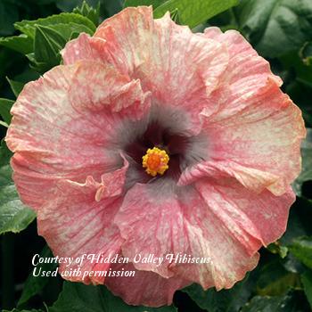 Photo of Tropical Hibiscus (Hibiscus rosa-sinensis 'Jewel of the Nile') uploaded by SongofJoy