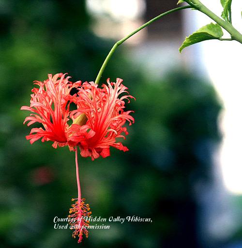 Photo of Chinese Lanterns (Hibiscus schizopetalus) uploaded by SongofJoy