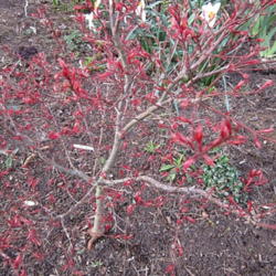 Location: Sun Zone 6a
Date: 2012-04-10
Early spring buds,vivid shrimp color.