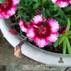 Location: Garland (Dallas), TX
Date: 4-9-12
This 'flavor' of Dianthus has lived in the pot for three years.  