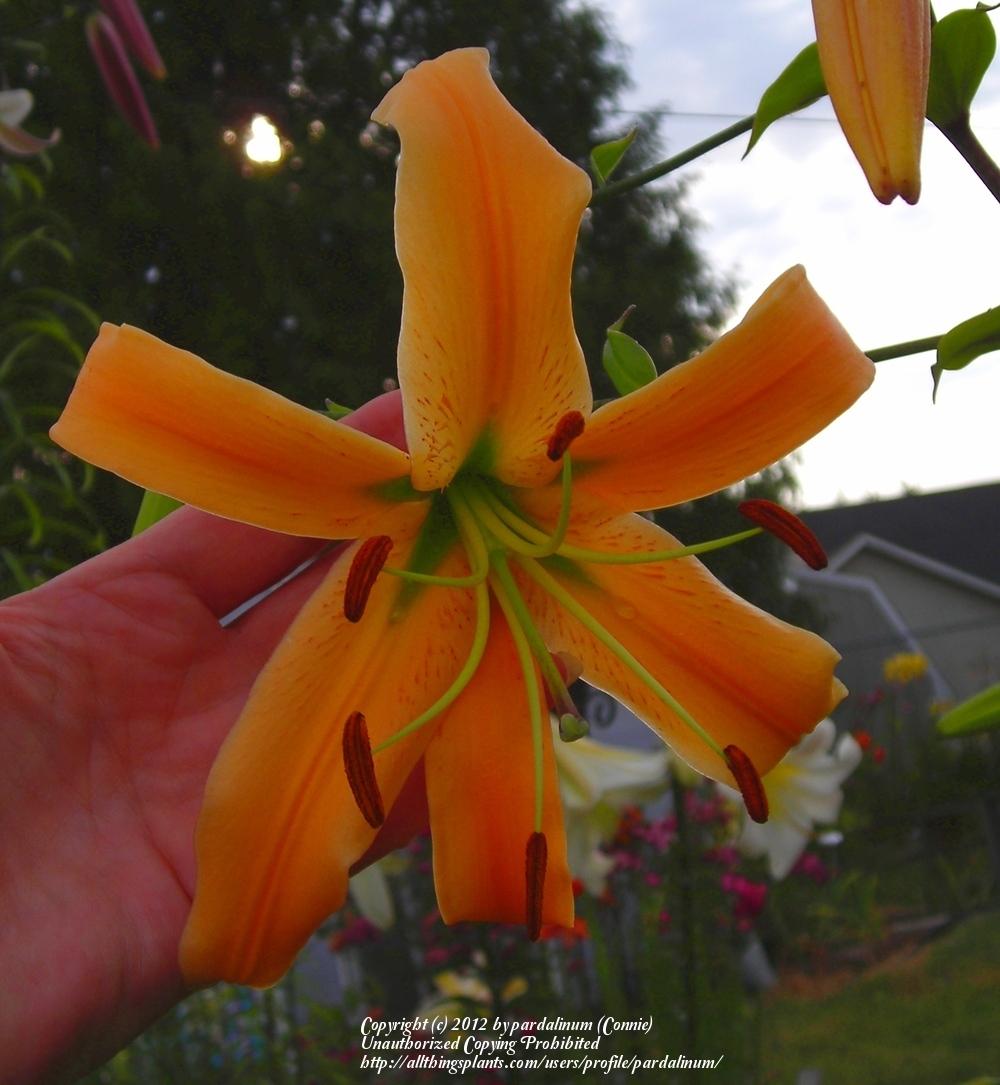 Photo of Lily (Lilium 'Queen Kong') uploaded by pardalinum