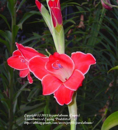 Photo of Gladiolus 'Atom' uploaded by pardalinum