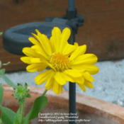Gaillardia 'Mesa Yellow' in Early Spring