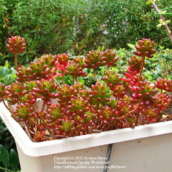 Location: At our garden - Central Valley area, CA
Date: 2012-04-10
Sedum rubrotinctum during early Spring
