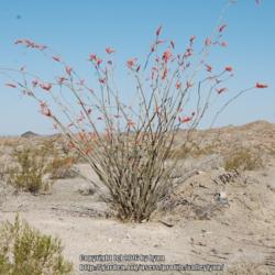 Location: Mojave Desert, CA
Date: Apr 9, 2012