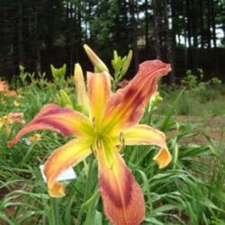 
Date: 2010-07-11
Photo Courtesy of Nova Scotia Daylilies Used with Permission