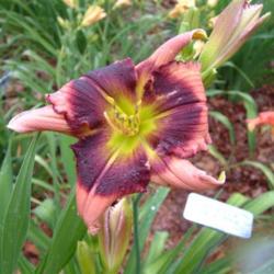 
Date: 2010-07-13
Photo Courtesy of Nova Scotia Daylilies Used with Permission