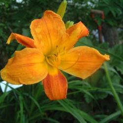 
Date: 2006-07-24
Photo Courtesy of Nova Scotia Daylilies Used with Permission