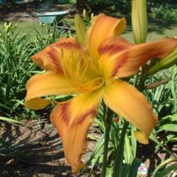 
Date: 2003-07-21
Photo Courtesy of Nova Scotia Daylilies Used with Permission