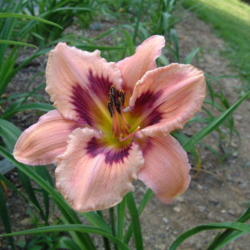 
Date: 2001-07-24
Photo Courtesy of Nova Scotia Daylilies Used with Permission