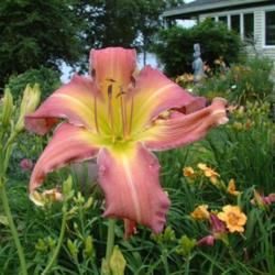 
Date: 2007-07-30
Photo Courtesy of Nova Scotia Daylilies Used with Permission