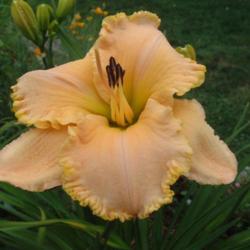
Date: 2002-08-16
Photo Courtesy of Nova Scotia Daylilies Used with Permission