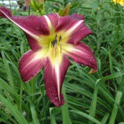
Date: 2001-07-10
Photo Courtesy of Nova Scotia Daylilies Used with Permission