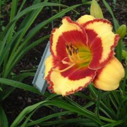 
Date: 2010-05-29
Photo Courtesy of Nova Scotia Daylilies Used with Permission