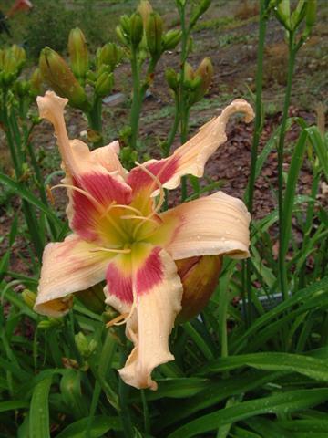 Photo of Daylily (Hemerocallis 'Patricia Snider Memorial') uploaded by vic