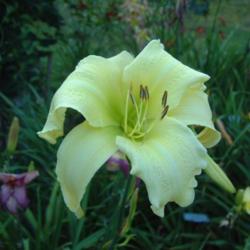 
Date: 2009-08-15
Photo Courtesy of Nova Scotia Daylilies Used with Permission