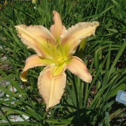 
Date: 2010-07-06
Photo Courtesy of Nova Scotia Daylilies Used with Permission
