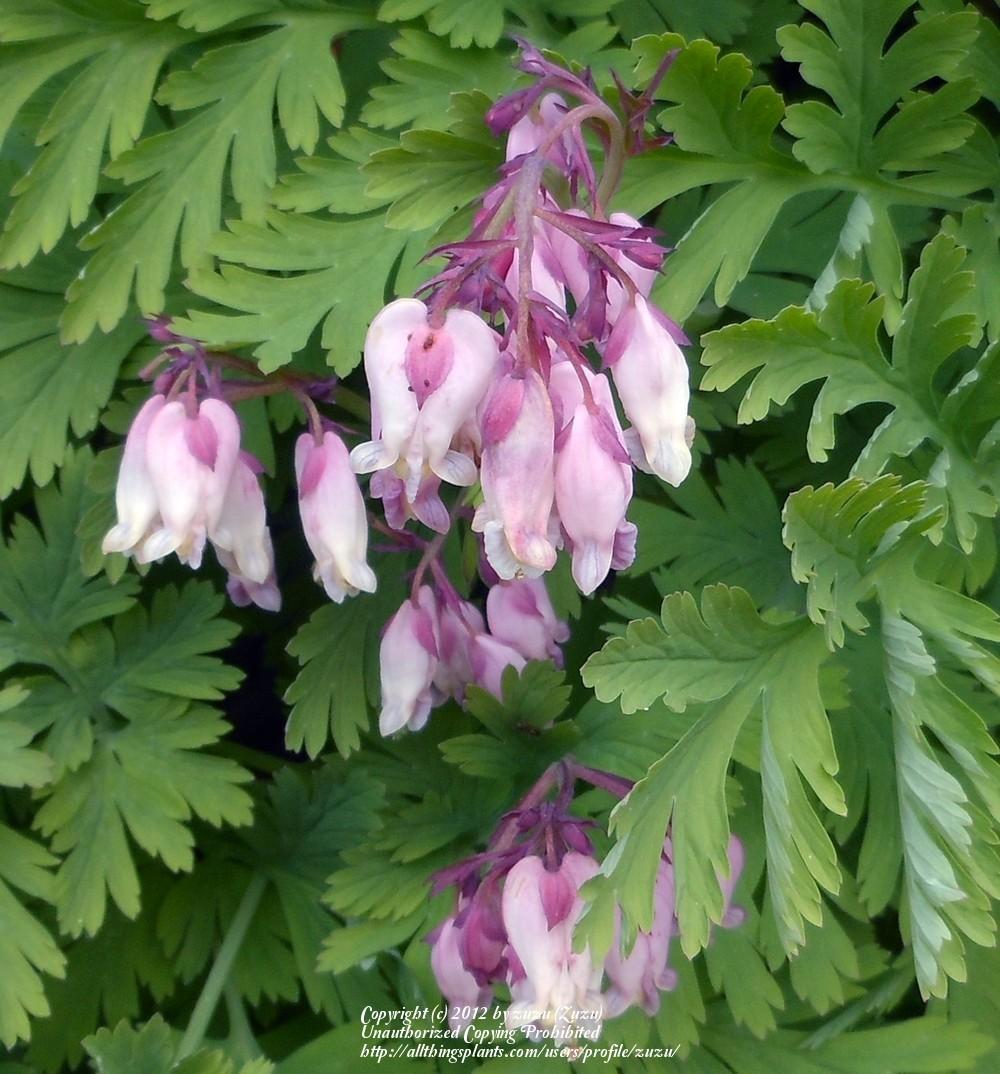 Photo of Pacific Bleeding Heart (Dicentra formosa) uploaded by zuzu