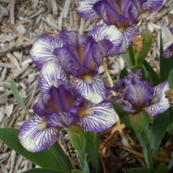 Location: My sister's garden in Bakersfield, CA
Date: March 31, 2012 